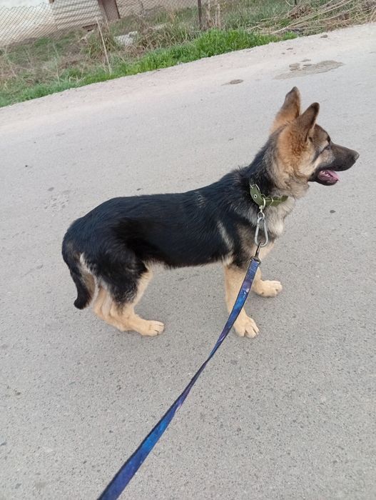 Европиский овчарка малчик месяц