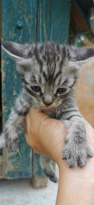 Котята бесплатно