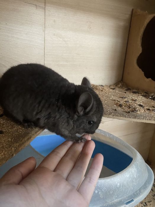 Шиншиллы шиншилла