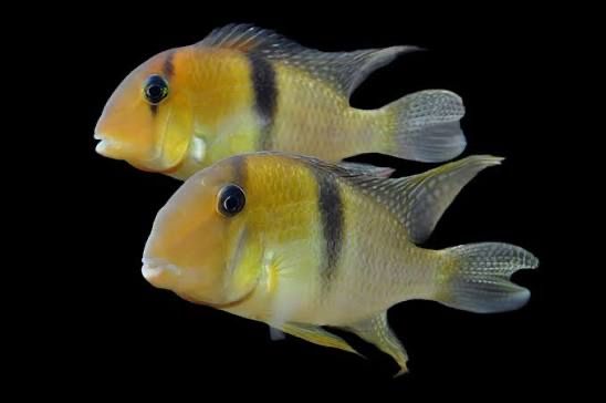 Гвинакара гейи 10+ см