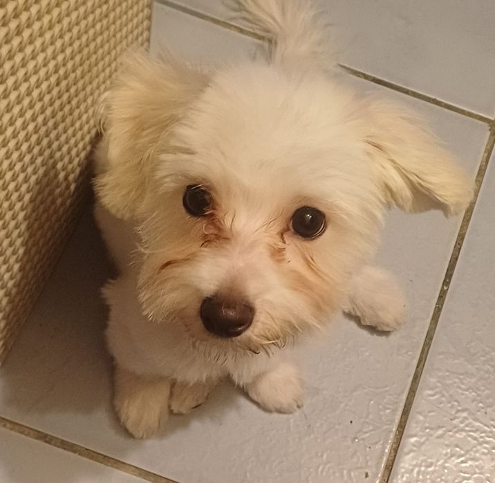 Bichon maltez 4 luni