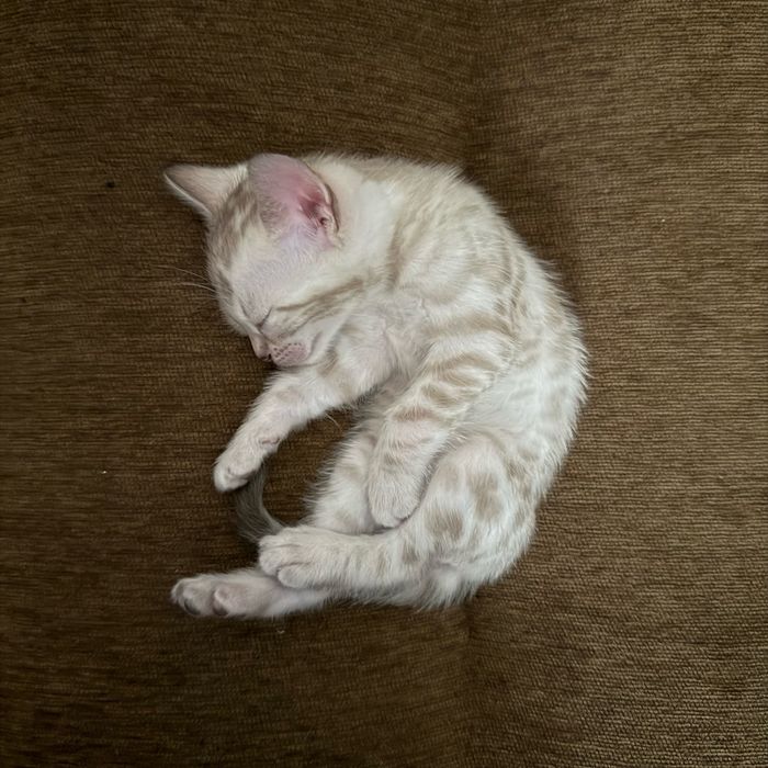 Бенгальские котята с документами