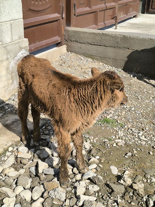 Продается теленок бычок