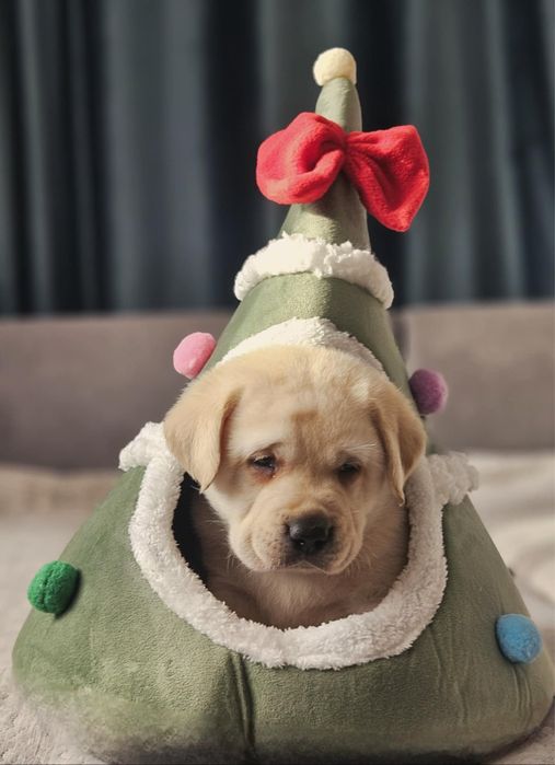 Labrador retriever rasa pura pedigree