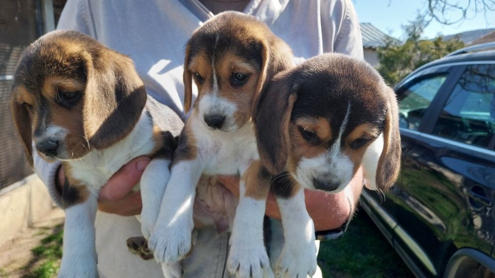 Бигъл Бигълчета Чистокръвни