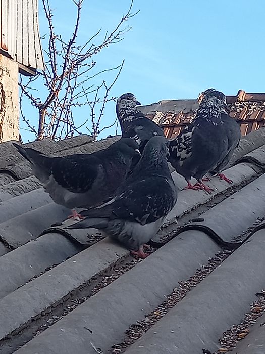 Vând 12 porumbei gainari stil vechi