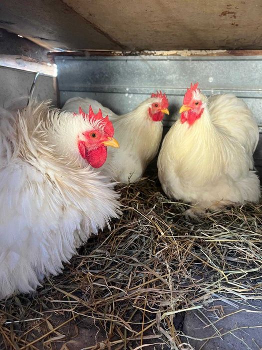 Cochinchina pitic alb