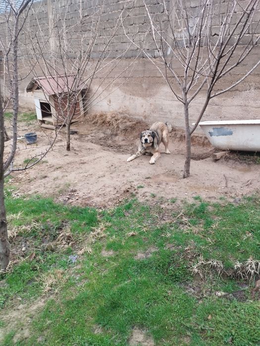 Ұрғашы ит керек жандарға беріп жіберем