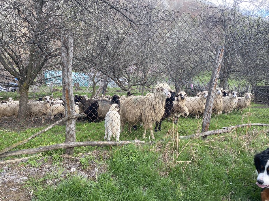 Miei si berbacuti  crescuti organic  !