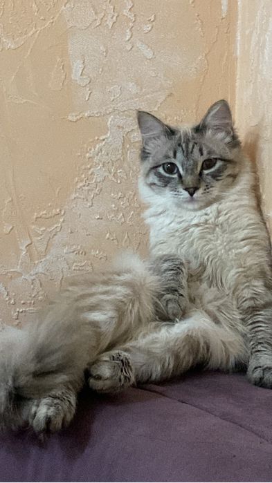 Кот в добрые руки!