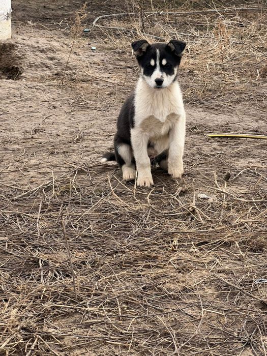 Продам щенков от мамы Хаски