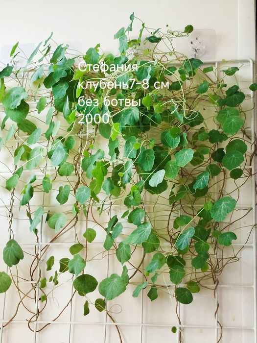 Комнатные  цветы