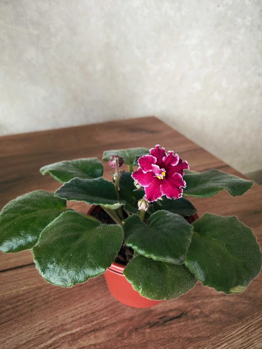 Фиалки  в горшках цветущие