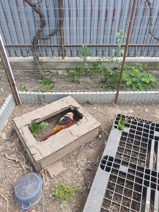 Fazani auriu cu galben/roșu