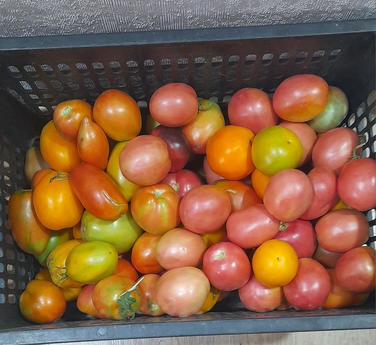 Продаю дачные помидоры  для засолки