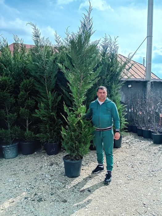 Cupressocyparis Leylandii la ghiveci (Chiparos Leyland)