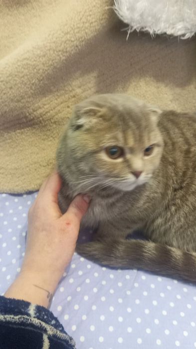 Найдена кошка очень напугана