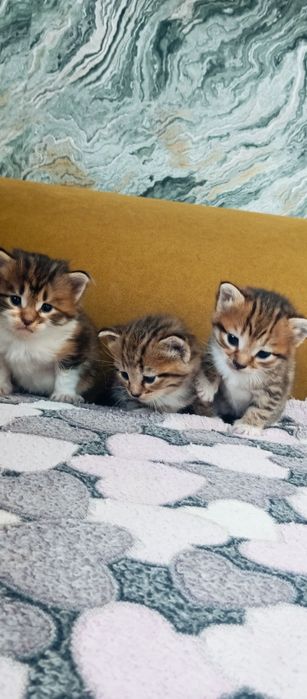 Мейн Кун папа котята
