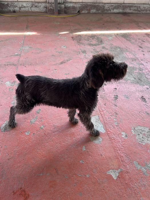 Дратхаар щенок 6 месяцев, с родословной