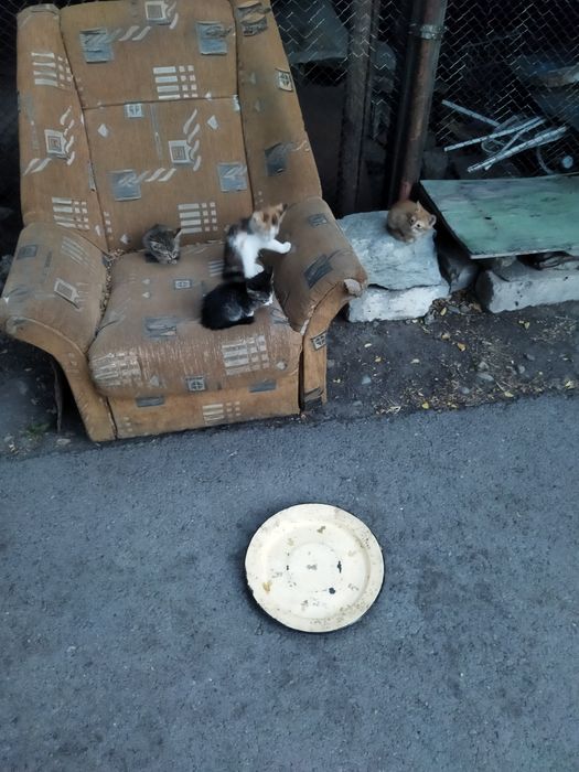 Отдам в добрые руки