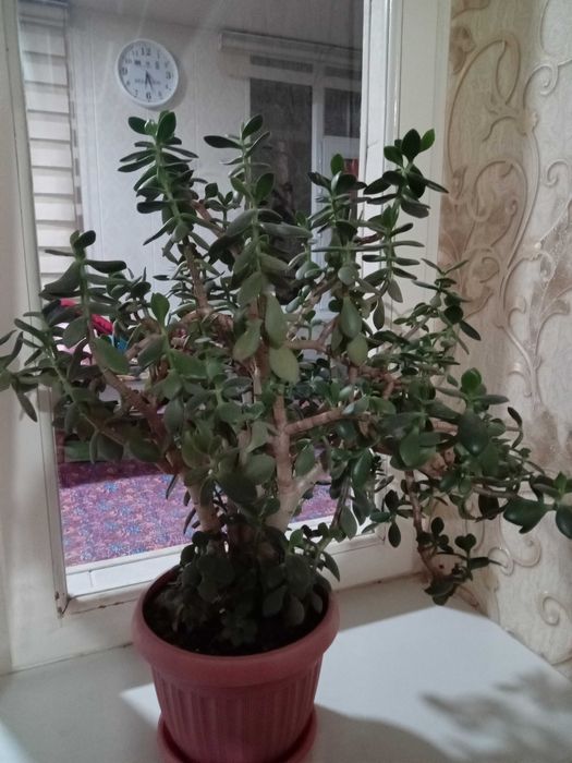 Денежное дерево, Пул дарахти сотилади