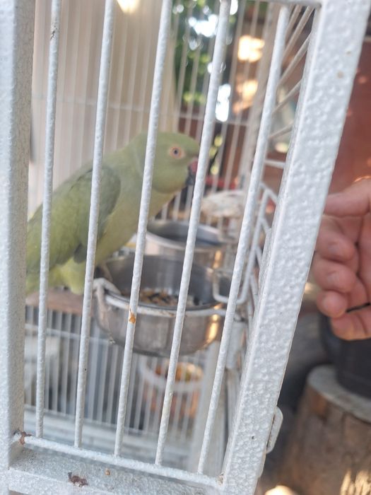 Papagal de 3 ani cu tot cu cusca