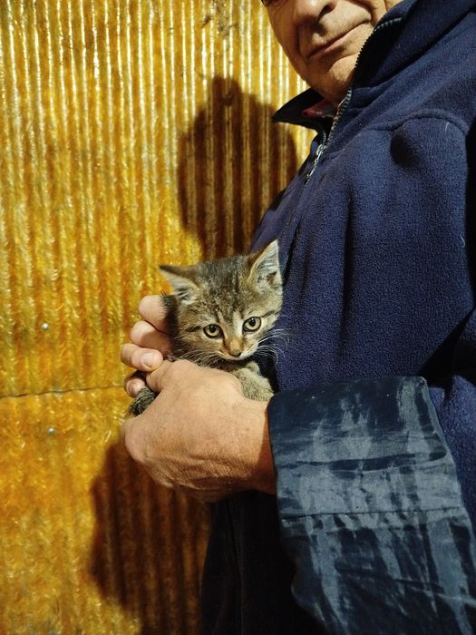 Отдам котят бесплатно