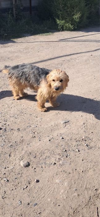 Собаки ищят дом, все стерильны.