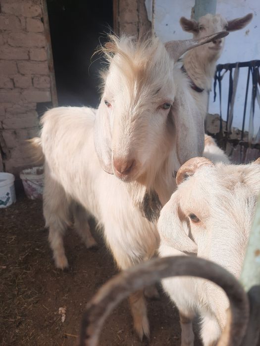 Чистокровный теке