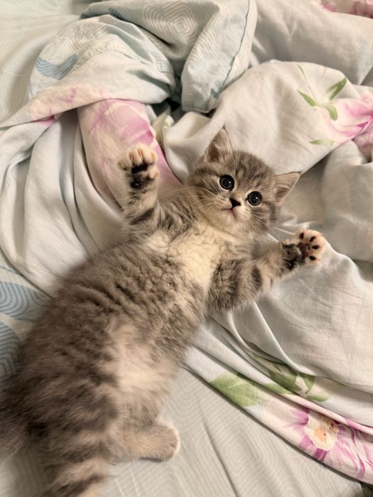 Скоттиш  Страйт девочка