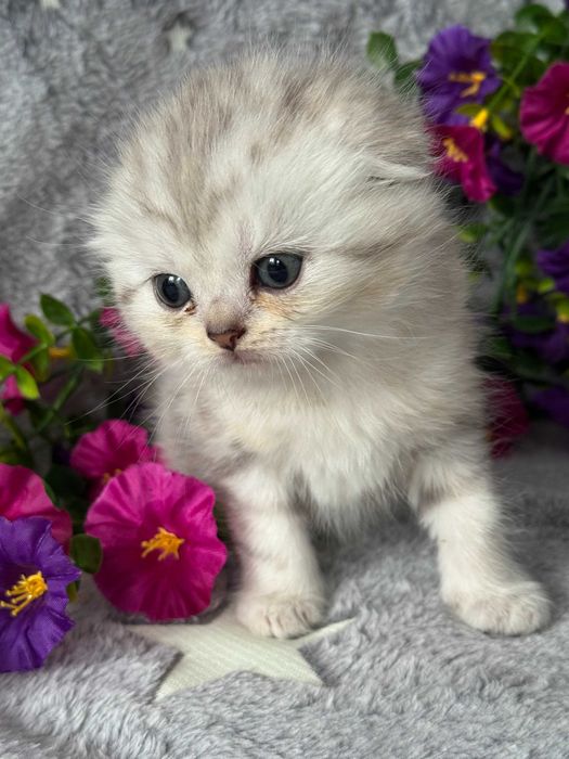 плюшевые малыши вислоушки