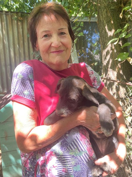 Замечательные щеночки