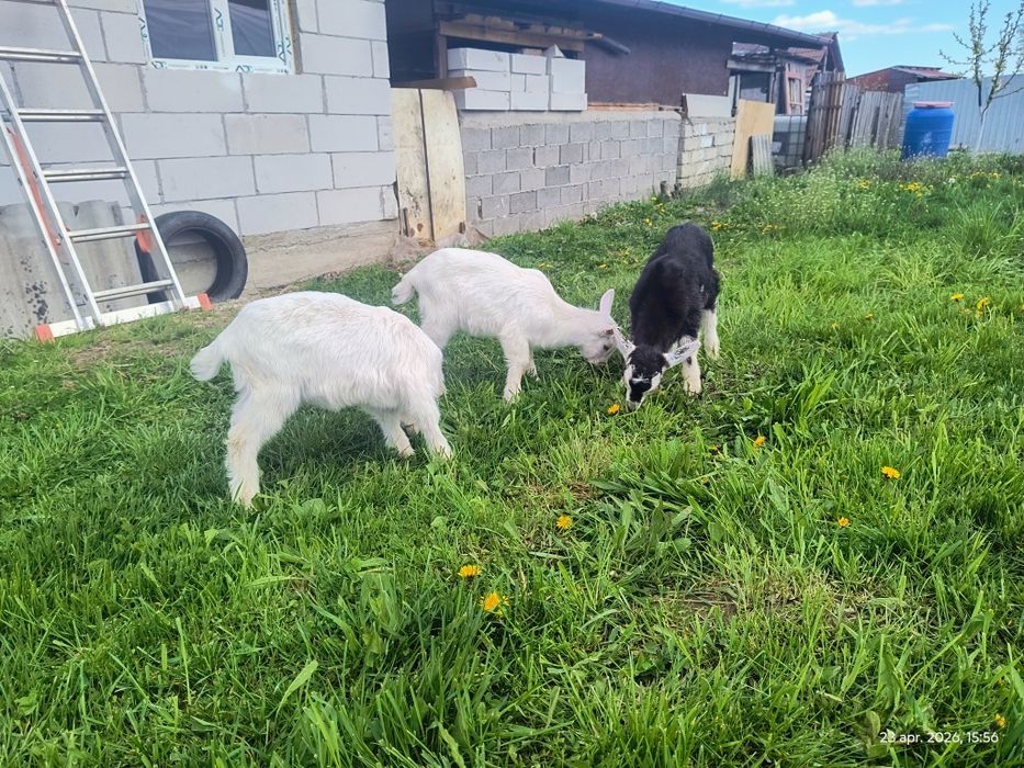 Vând ieduțe saanen