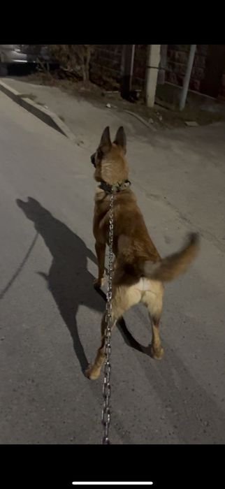 Бельгиская овчарка