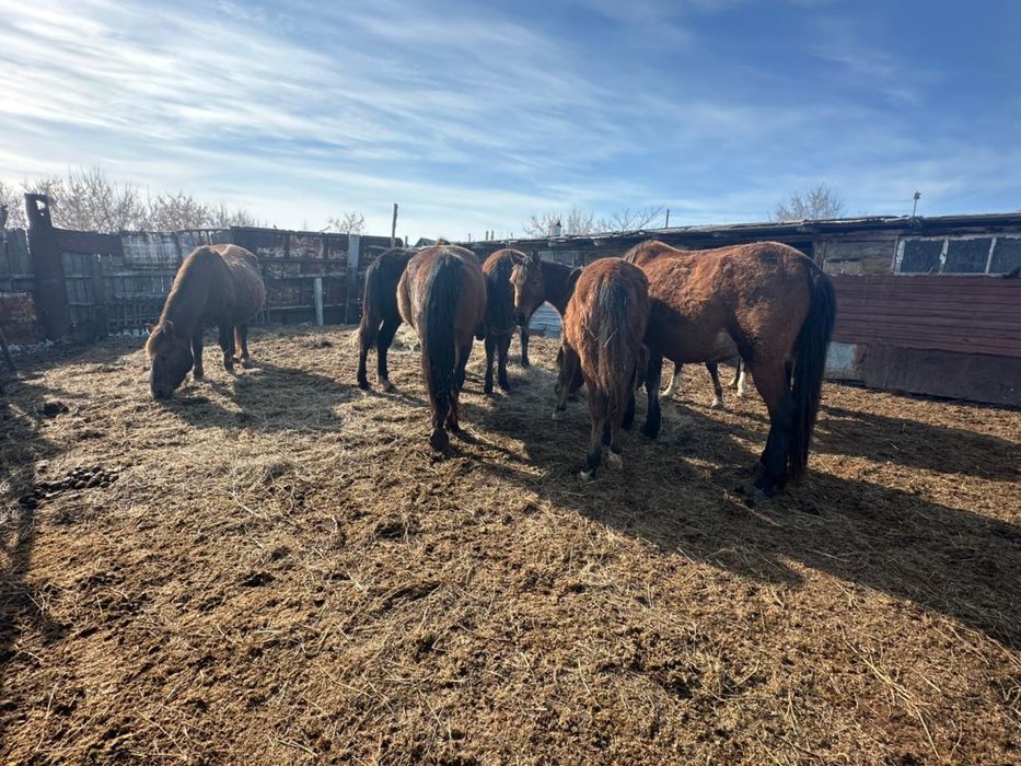 Продам лошадей 4 кобылы 3 кобылки