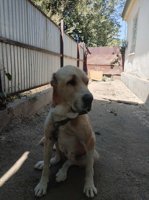 Собака алабай 2годик