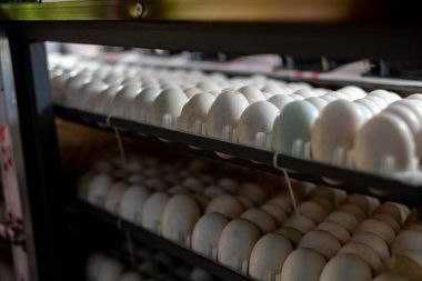 Инкубатор хизмати