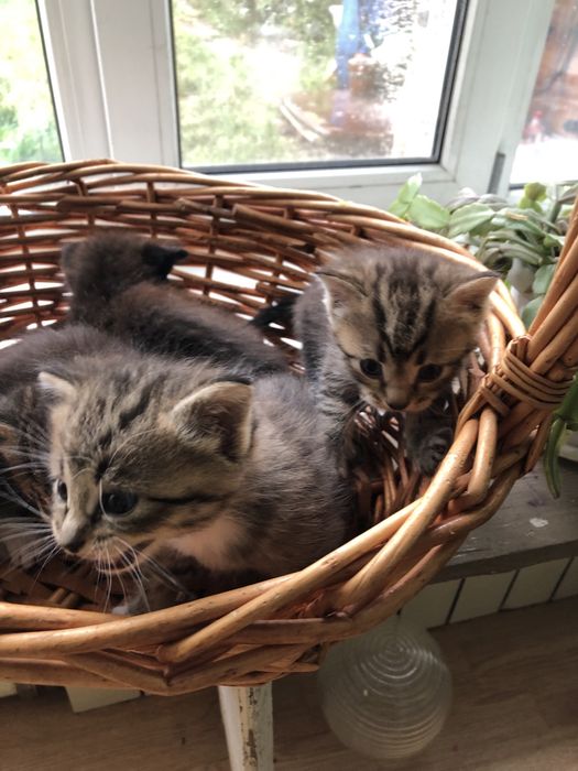 Котята в добрые руки