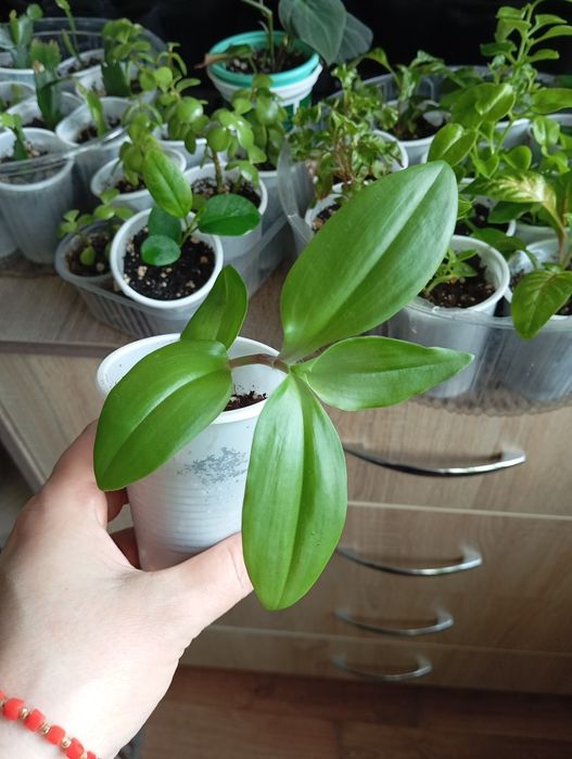 Отростки комнатных растений