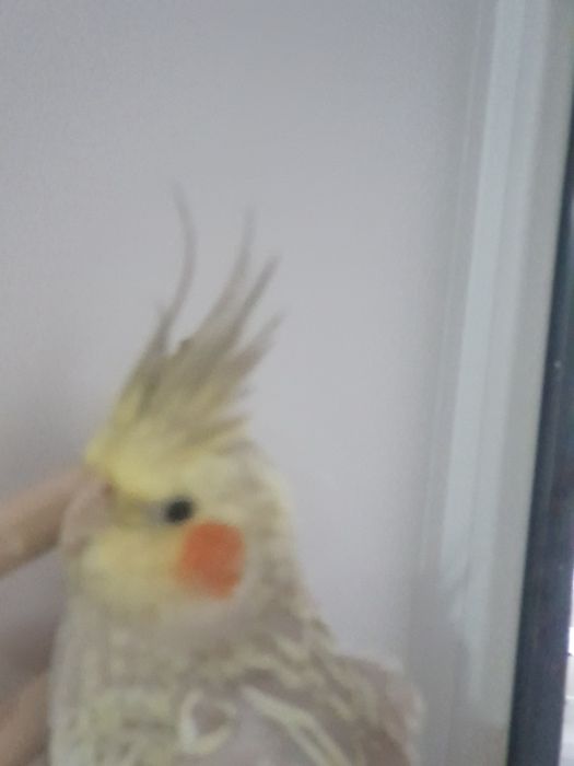 Попугай Корелла с клеткой