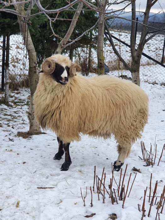 Vand berbecuti brezi