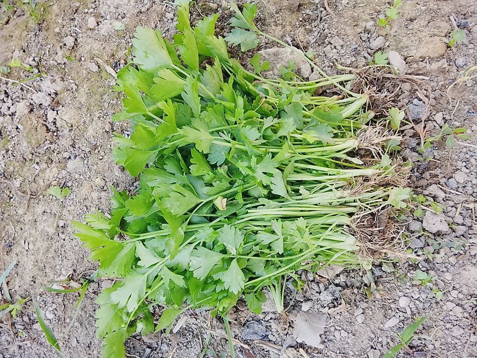 Seldr kochat xurustanli