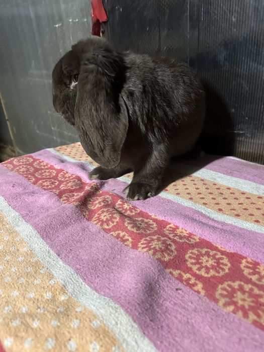 Iepuri berbec german