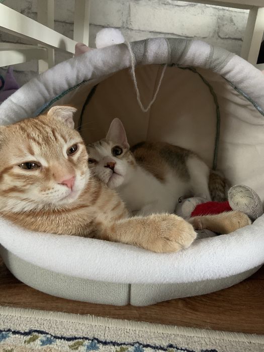 Отдам двух кошек