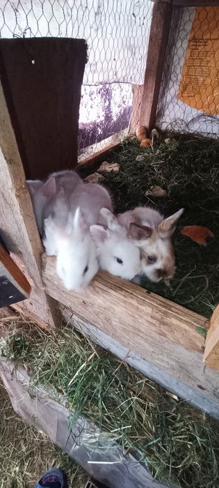 Iepuri pui o lună mini cap de leu pitic