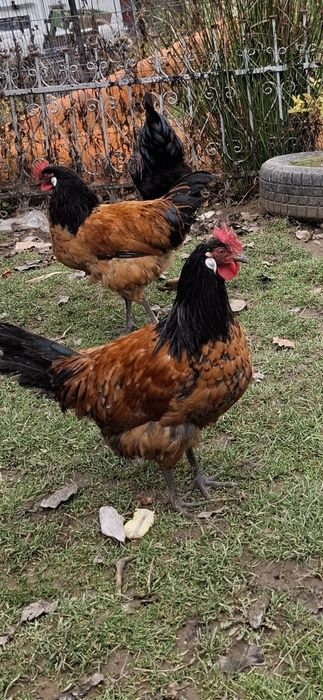 Cocosi Marans,playmount  si Vorwerk
