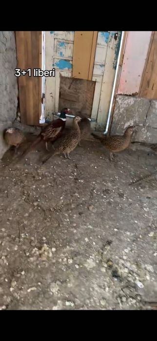 De vânzare fazani comuni