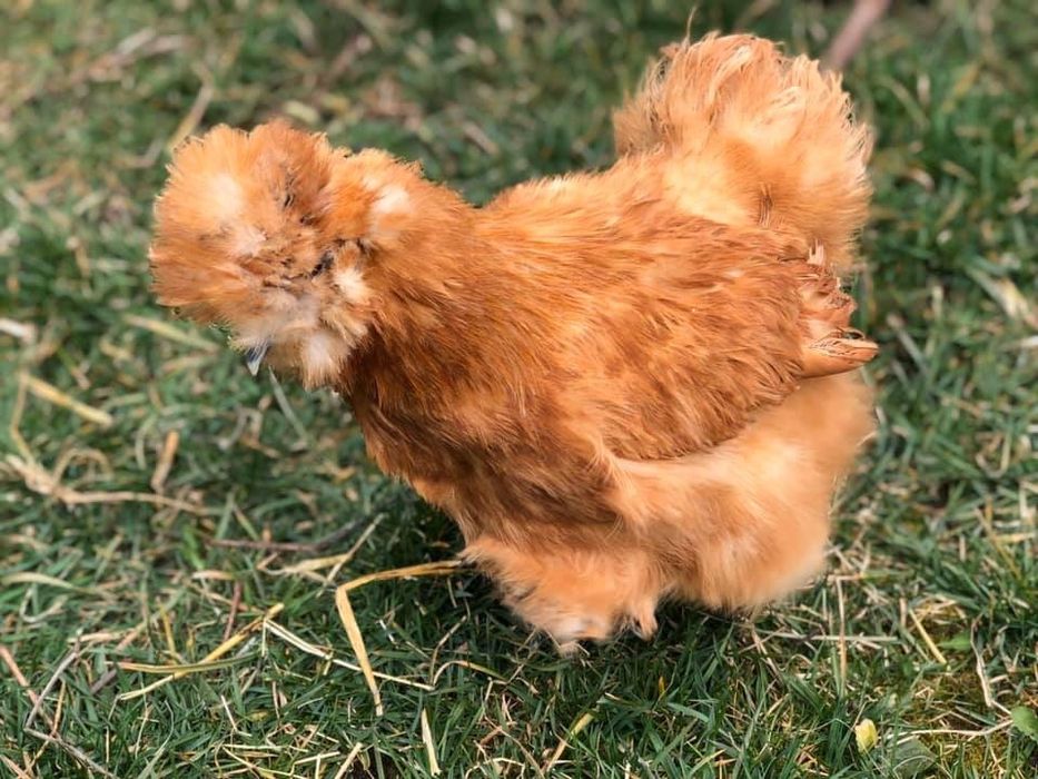 Продавам яйца и пилета от Копринките на снимките