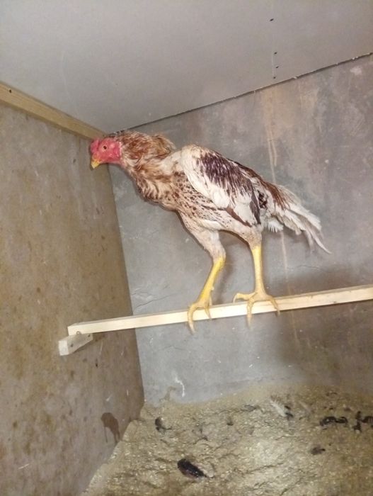 Dakang xoʻroz oq qizil