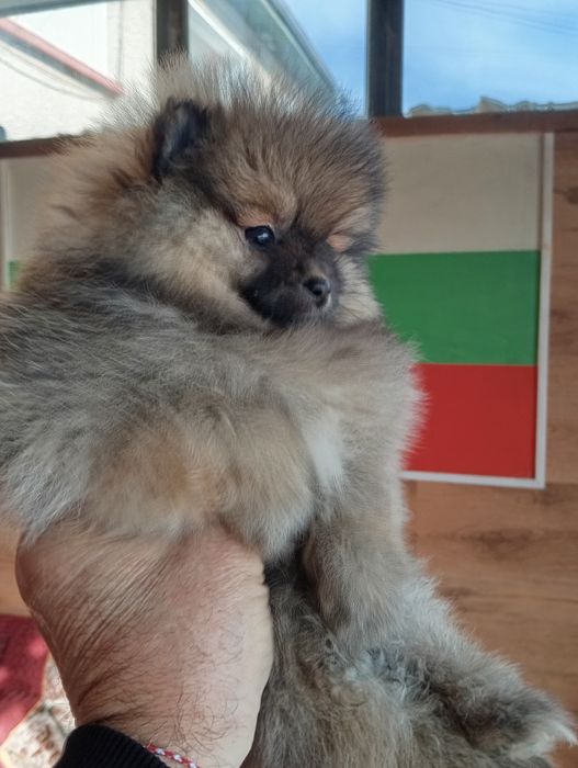 Померан померанчета